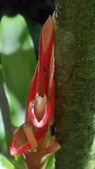 Tillandsia heliconioides, photograph (c) keesgroenendijk, some rights reserved (CC BY)