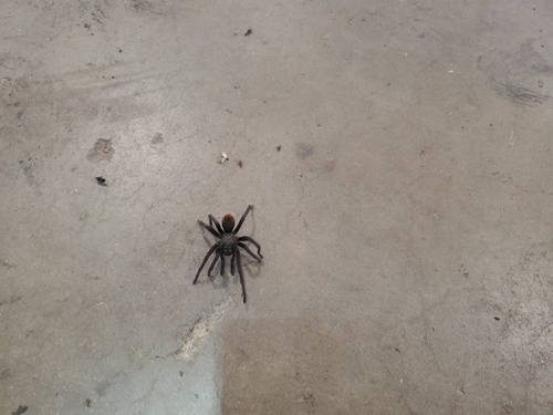 Tucson Bronze Tarantula