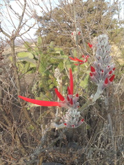 Erythrina folkersii