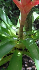 Tillandsia heliconioides, photograph (c) keesgroenendijk, some rights reserved (CC BY)