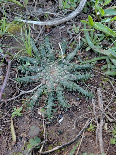 Euphorbia procumbens, photograph 3