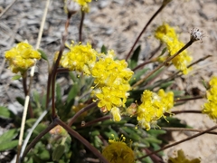 Eriogonum lachnogynum