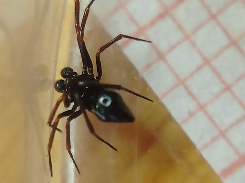 Ant-eating theridiid