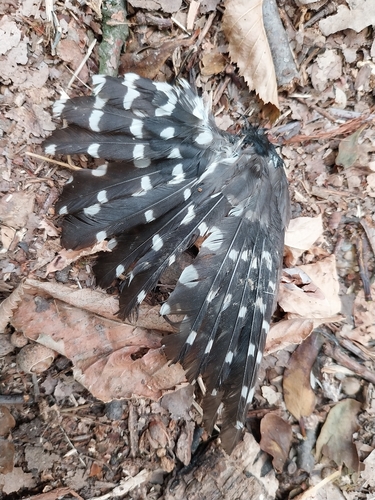 Plume de Pic épeichette