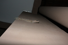 Gekko gecko