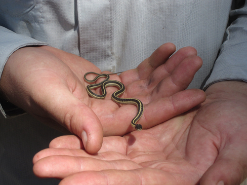 iNaturalist observation photo of Western Terrestrial Garter Snake