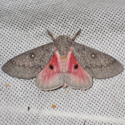 Hubbard's Silk Moth photo 3