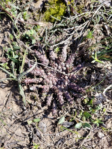 Euphorbia procumbens, photograph 2