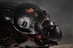 Parasitidae