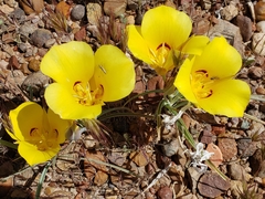Calochortus aureus