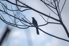 Icterus cayanensis chrysocephalus