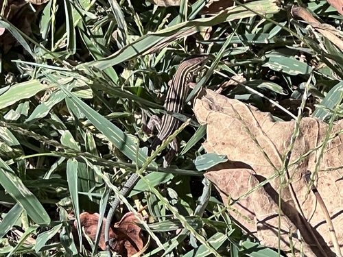 Six-lined Racerunner