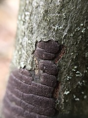 Graphostroma platystomum