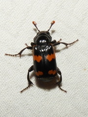 Nicrophorus sayi