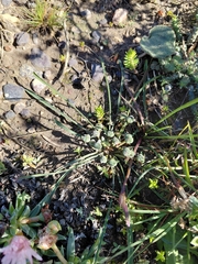 Euphorbia silenifolia