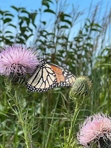 Monarch