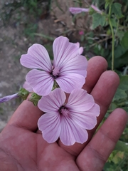 Malva trimestris image