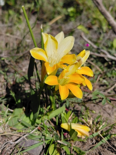 Freesia fergusoniae, photograph 3