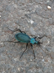 Carabus intricatus