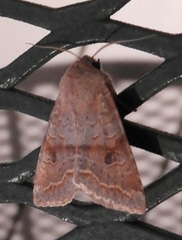 Orthosia revicta