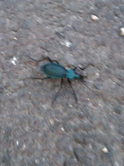 Carabus intricatus