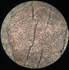 Graphostroma platystomum