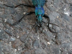 Carabus intricatus