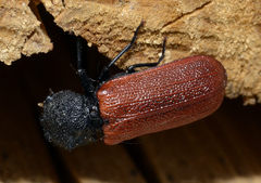 Bostrichus capucinus