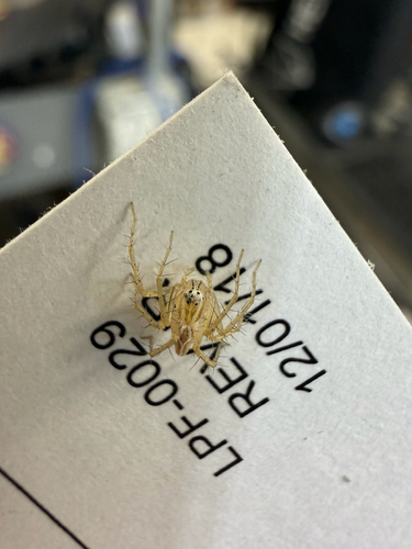 Striped Lynx Spider