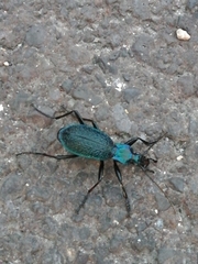 Carabus intricatus