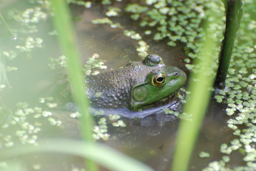 American Bullfrog
