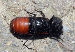 Bostrichus capucinus