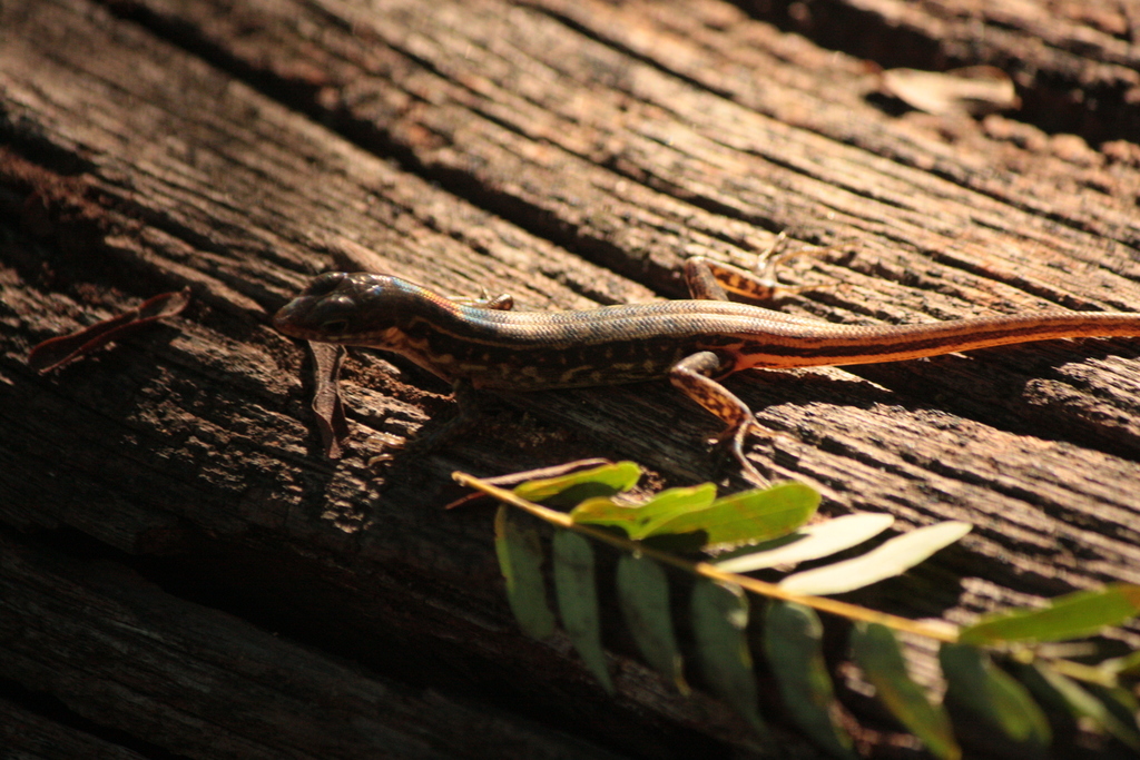 Lesser Sunda Dark-throated Skink