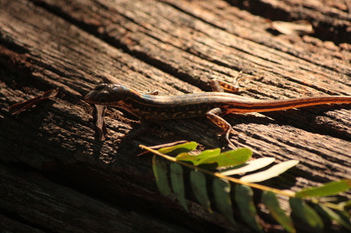 Lesser Sunda Dark-throated Skink
