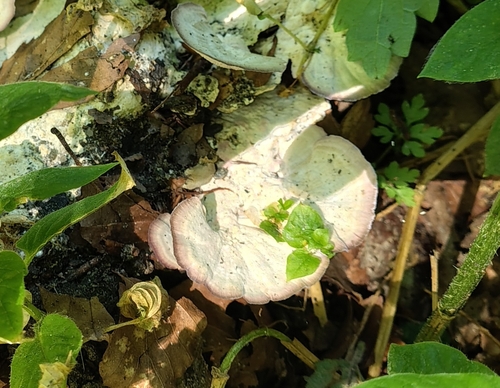 violet-toothed polypore