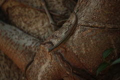 Sphenomorphus melanopogon