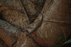 Sphenomorphus melanopogon