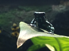Dendrobates