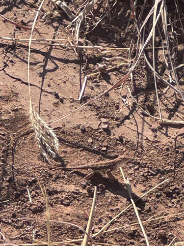 Western Earless Lizard