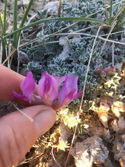 Astragalus utahensis
