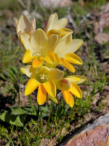 Freesia fergusoniae