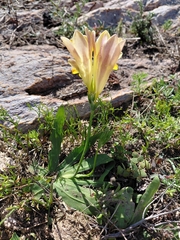 Freesia fergusoniae, photograph (c) Brian du Preez, some rights reserved (CC BY-SA)
