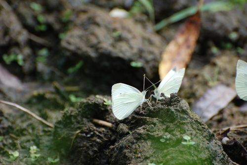 Small White