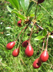 Prunus fruticosa