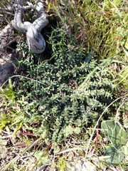 Euphorbia procumbens