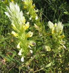 Melampyrum argyrocomum