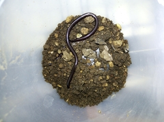 Leptotyphlopidae