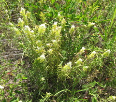 Melampyrum argyrocomum