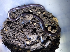 Leptotyphlopidae