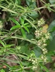 Galianthe bogotensis